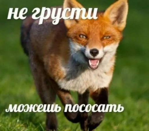 животное млекопитающее трава