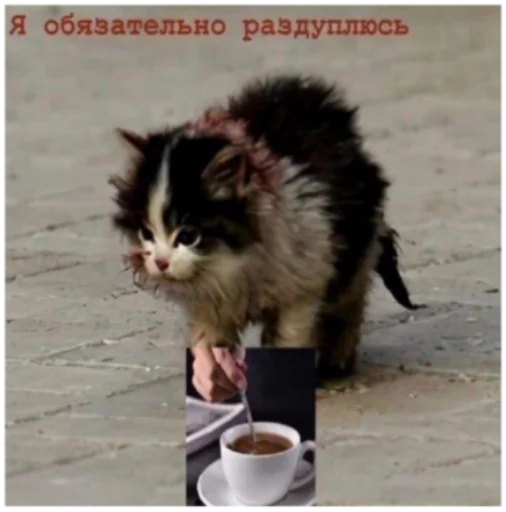 cat small to medium-sized cats cup