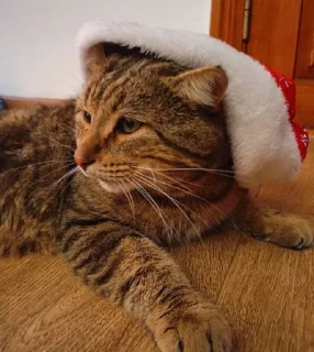 Sticker вацабный шизарот нечего себе @parnivivsehuilo - 3