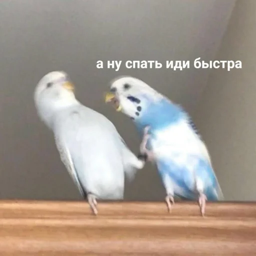 Стикер shiziky - 2