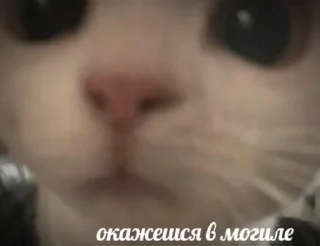 Стикер шиза by @deatoull - 9