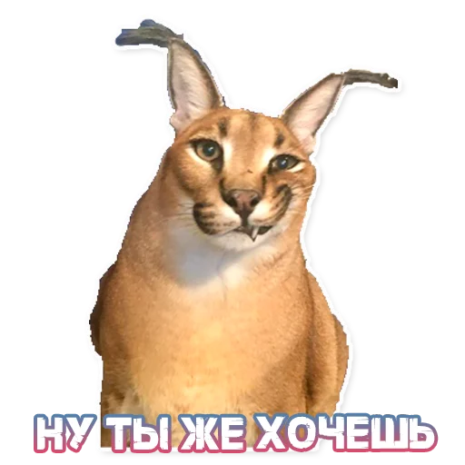 Стикер ШлёпаFloppa - 10