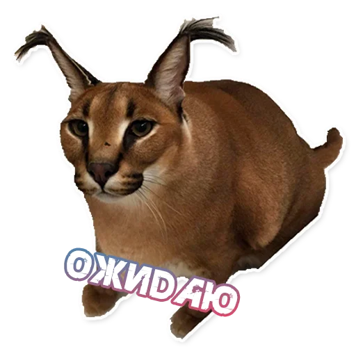 Стикер ШлёпаFloppa - 7