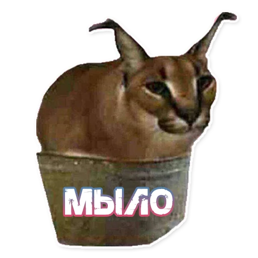 Стикер ШлёпаFloppa - 5