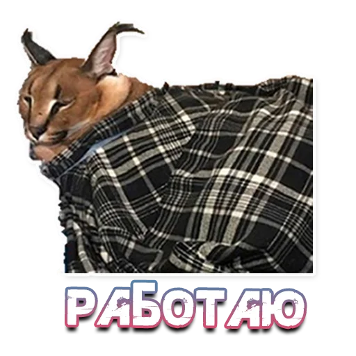 Стикер ШлёпаFloppa - 3