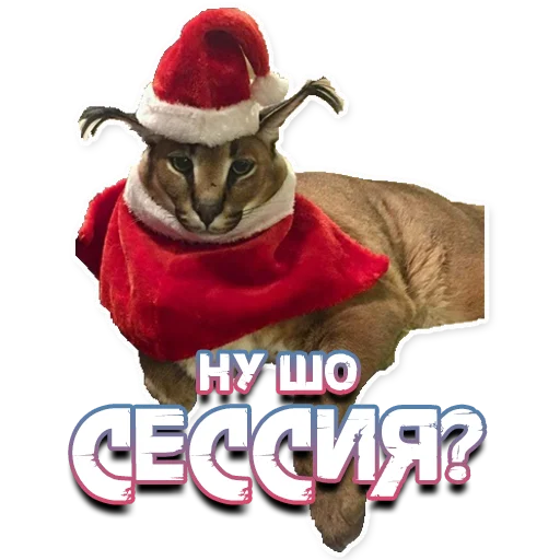 Стикер ШлёпаFloppa - 2