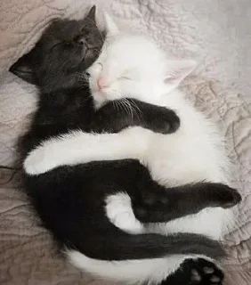 mammal animal small to medium-sized cats