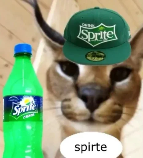 animal cat bottle
