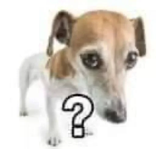 mammal animal dog breed