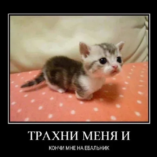 животное млекопитающее домашнее животное