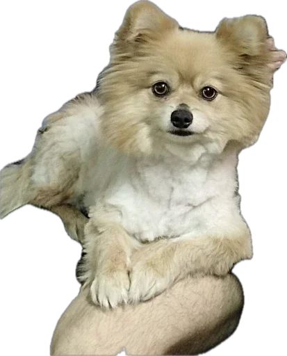 Sticker shmonushka - 1