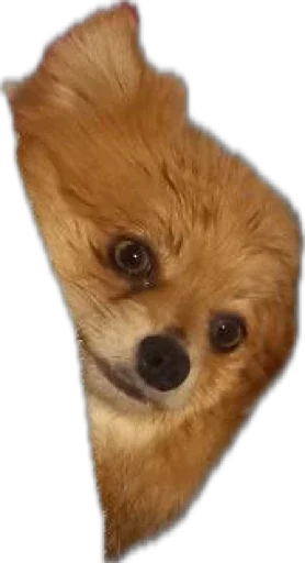 Стикер shmonushka - 1