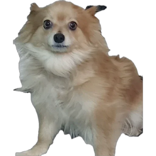 Стикер shmonushka - 1