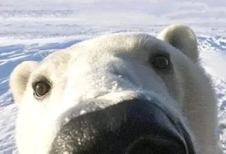 Стикер шмонька - 4