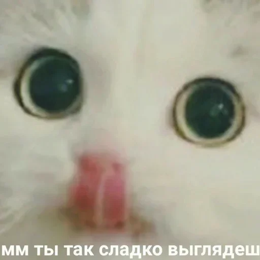 Стикер @shnstckrs shnstckrs1 - 8