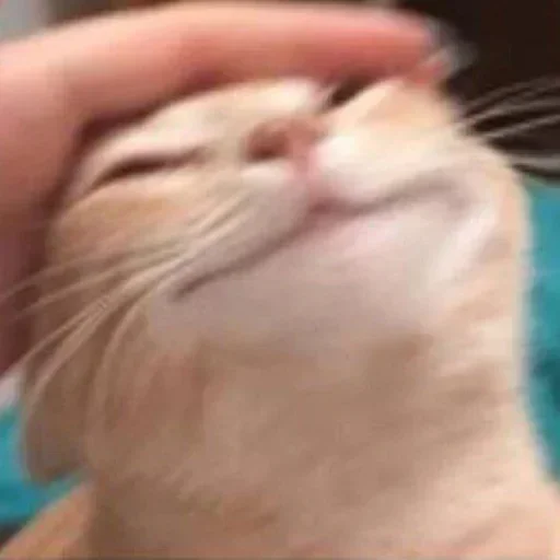 Стикер @shnstckrs shnstckrs1 - 3