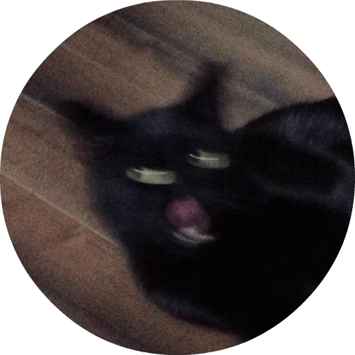 кошки малого и среднего размера чёрная кошка кошачьи