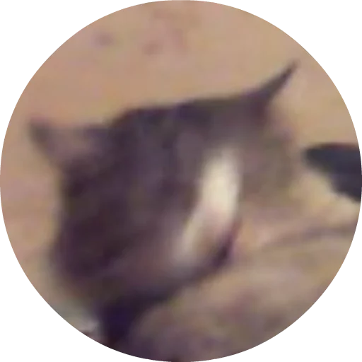 кошки малого и среднего размера кошка кошачьи