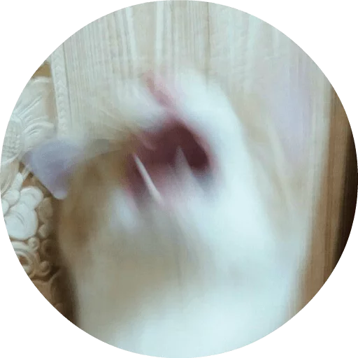 животное кролик млекопитающее