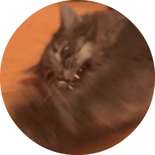 млекопитающее животное котёнок