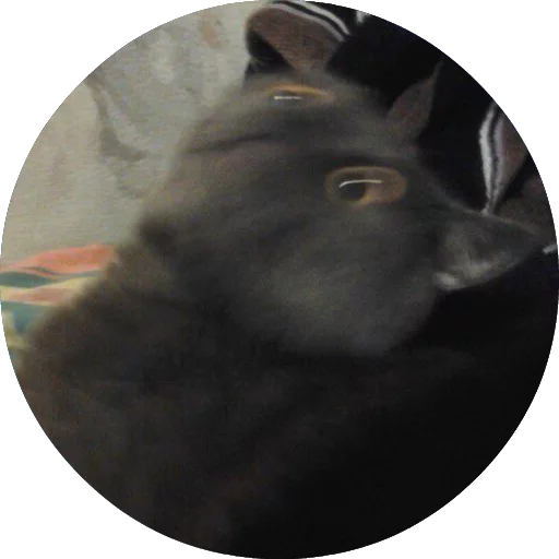 животное собака млекопитающее