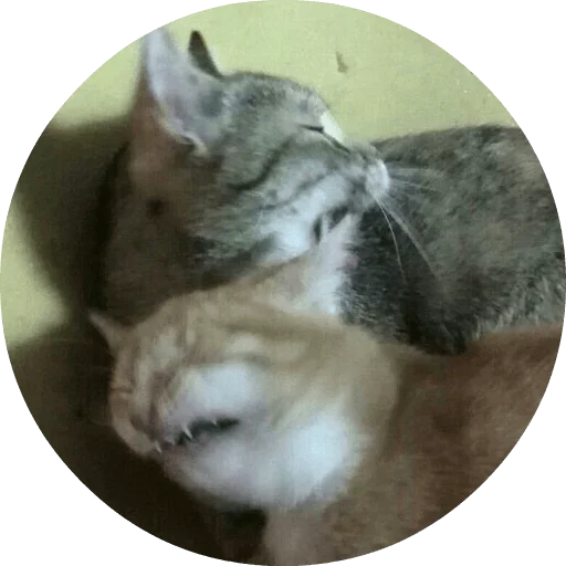 млекопитающее кошки малого и среднего размера животное