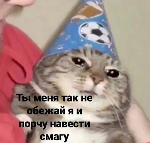 cat text small to medium-sized cats