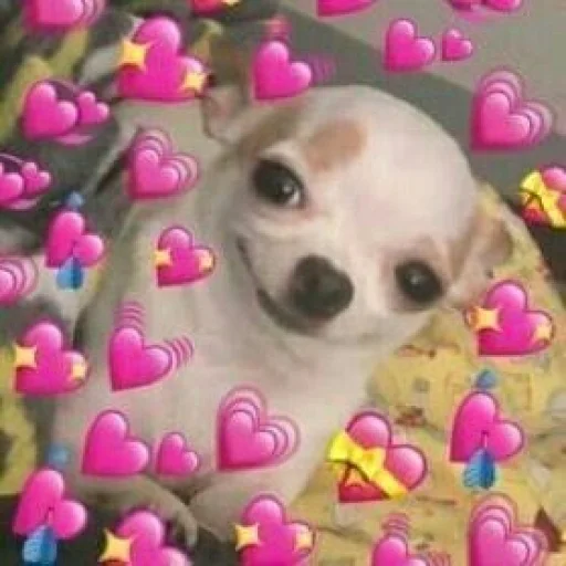 домашнее животное собака порода собак