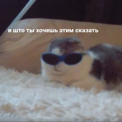 солнечные очки защитные очки животное