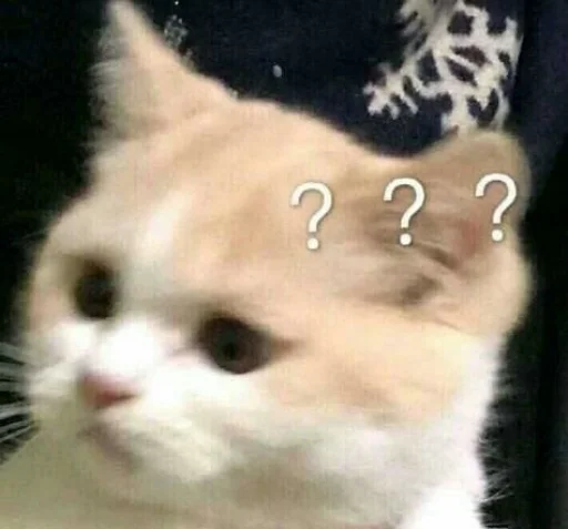 млекопитающее животное кошка