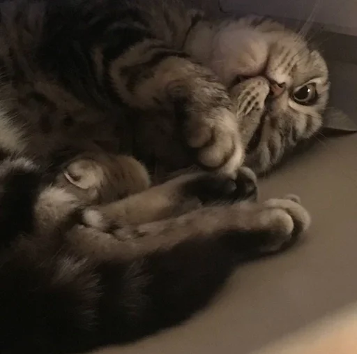 мэри королева :: @fStikBot - animal