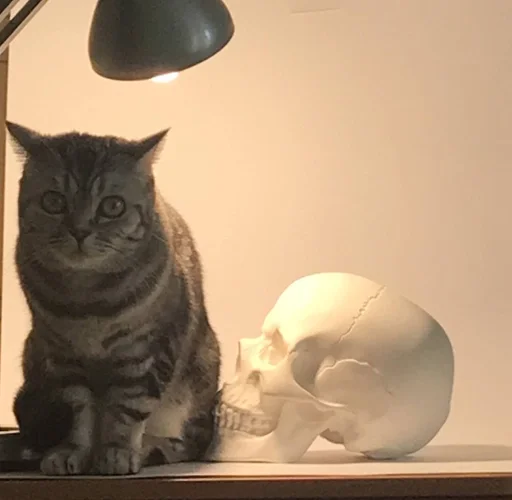 indoor small to medium-sized cats wall