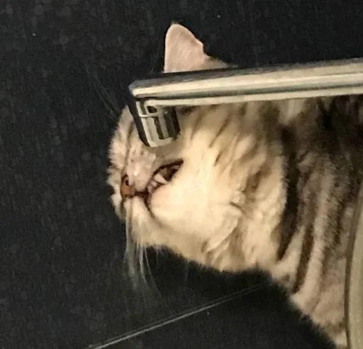 small to medium-sized cats mammal cat