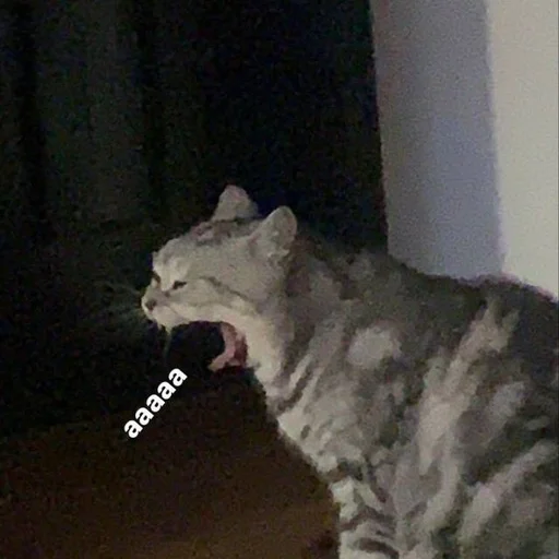 animal mammal felidae