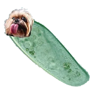 Стикер Штаб КЦП - 6