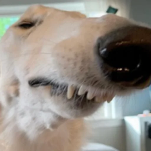 Sticker shu_borzoi - 1