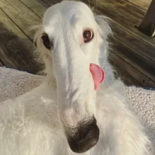Sticker borzoi - 0