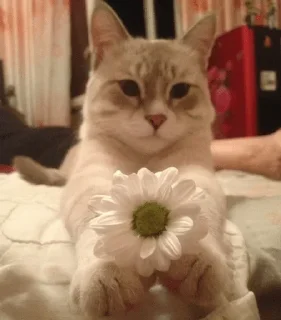 Стикер ШУЕ ППШ 1963 R.I.P - 7