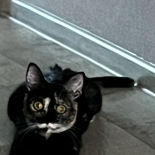 Стикер shunyu - 1