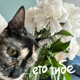 Sticker shunya za glavnuy - 4