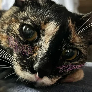 Sticker shunya za glavnuy - 2