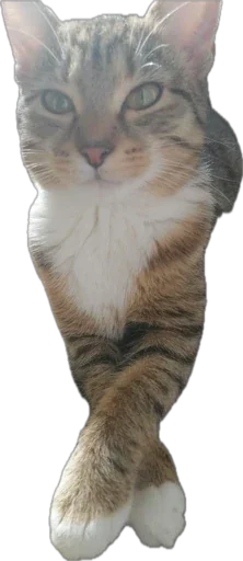 Шуркины коты - 