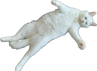 Sticker Шуркины коты - 5