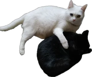 Sticker Шуркины коты - 2