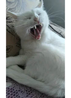 Sticker Шуркины коты - 1