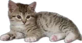 Sticker Шуркины коты - 11