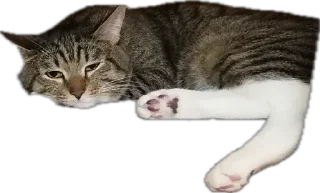 Sticker Шуркины коты - 7