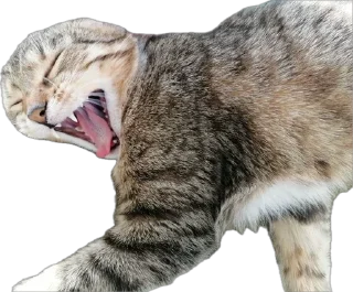 Sticker Шуркины коты - 0