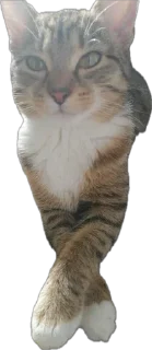 Sticker Шуркины коты - 8