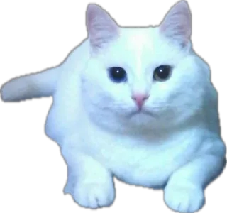 Sticker Шуркины коты - 4